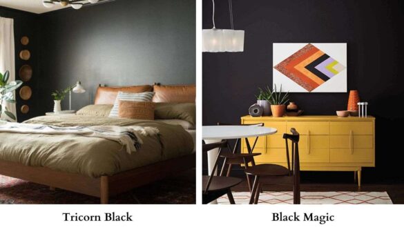 Tricorn Black Vs Black Magic Featured Image