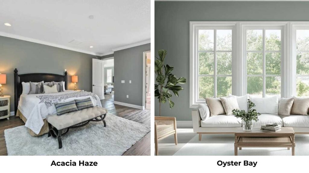 Acacia Haze Vs Oyster Bay