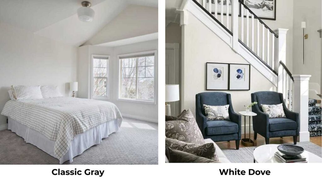 Classic Gray Vs White Dove