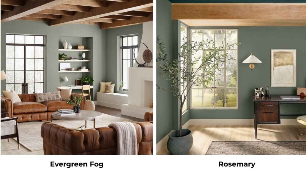 Evergreen Fog Vs Rosemary