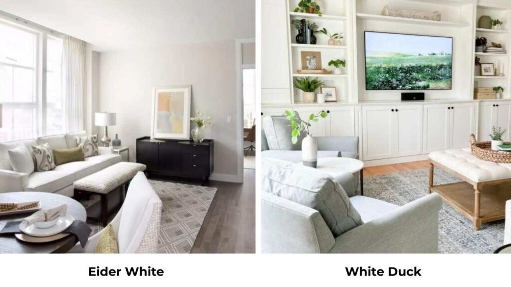 Eider White Vs White Duck