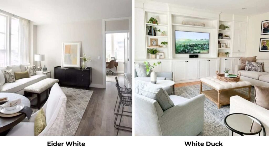 Eider White Vs White Duck